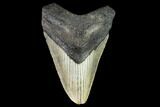 Fossil Megalodon Tooth - North Carolina #109873-1